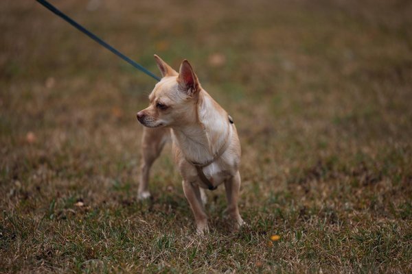 Achat de matériel d'apiculture : guide pratique pour bien débuter