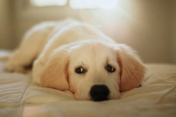 Guide ultime pour choisir la meilleure couveuse automatique