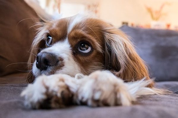 Comment choisir un canapé pour chien ?