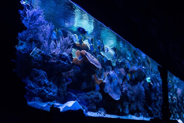 Comment bien choisir l'éclairage pour son aquarium ?