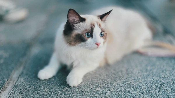 En quoi un collier avec traceur GPS peut aider les propriétaires de chats ?