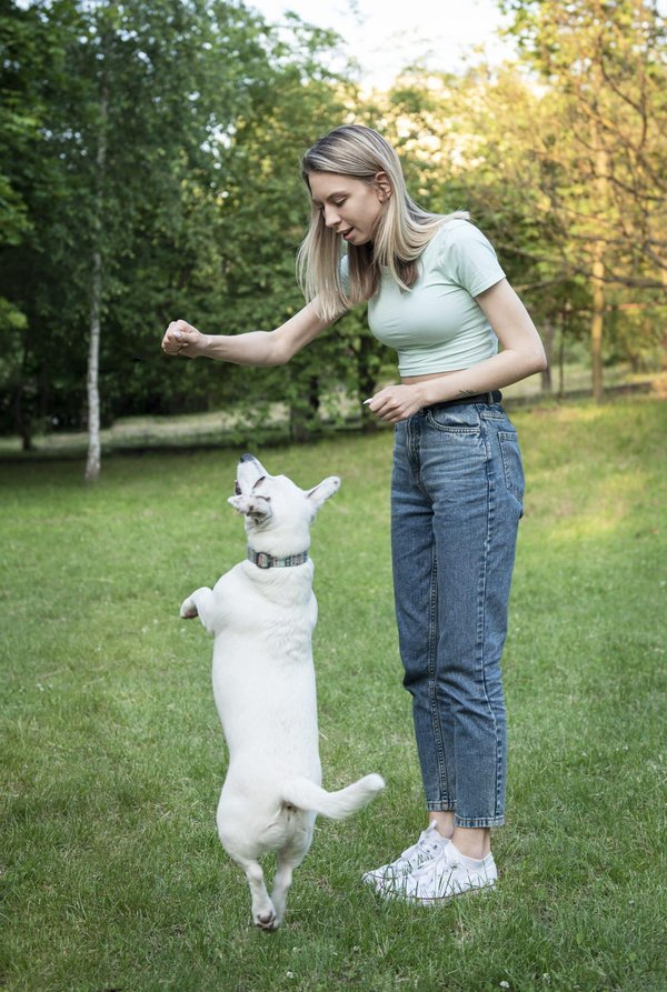 Assurez la responsabilité civile de votre chien avec une assurance adaptée