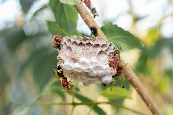 Faire appel à des experts pour la destruction nid de frelon 95