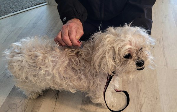 Anti-puces pour chien : pourquoi et comment en acheter ?